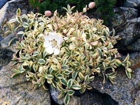 Silene uniflora 'Druett's variegated'